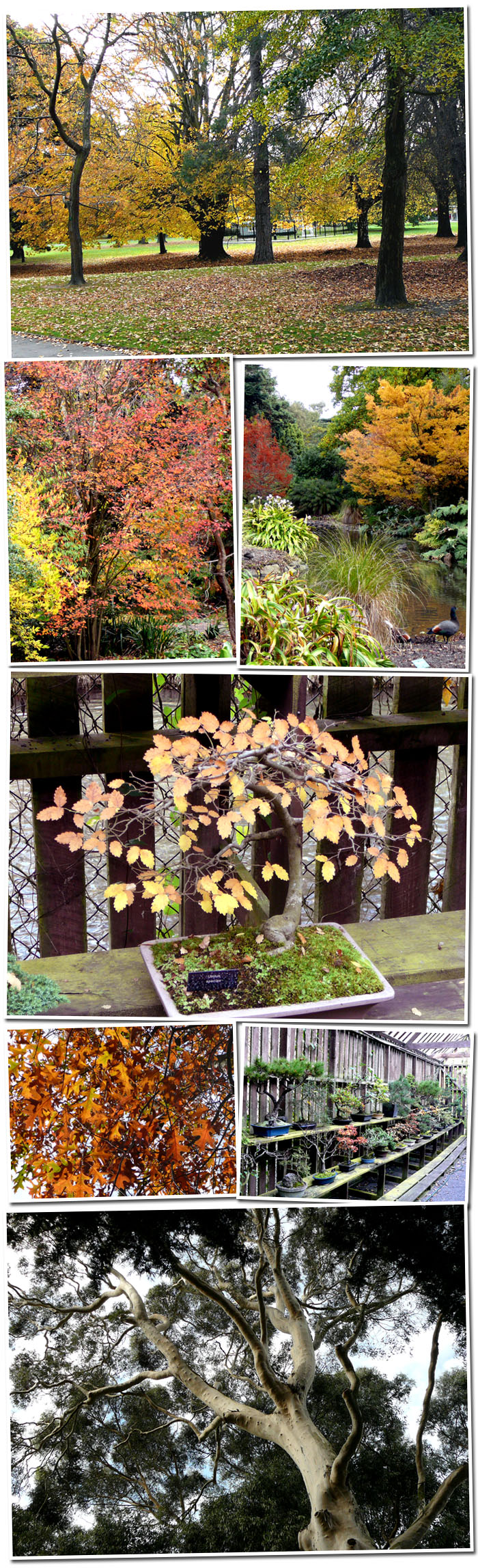 encore le jardin botanique